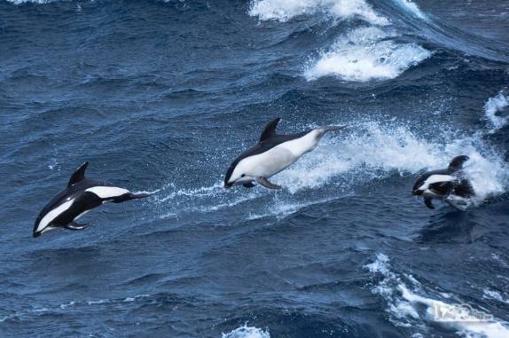 Três lindos golfinhos da espécie Dusky acompanham o SEa Spirit em alto mar, entre Falkland e Geórgia do Sul
